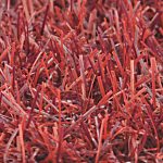Trendy rood detail nr. 738 150x150 - Over Adcio